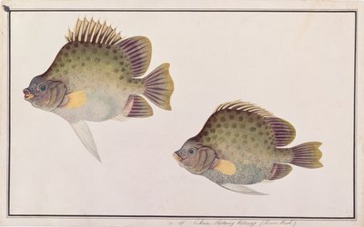 斑点のあるスカトロ、マラッカの魚の絵、c.1805-18（紙にトイレ） 作： Chinese School